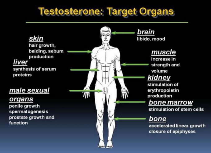 Männliches Hormon-injizierbare/Mundsteroide pulverisieren Testosteron Cypionate